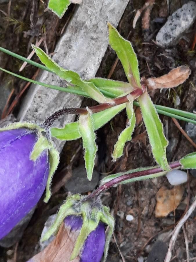 Campanula alpestris — search result for 'Campanulaceae'