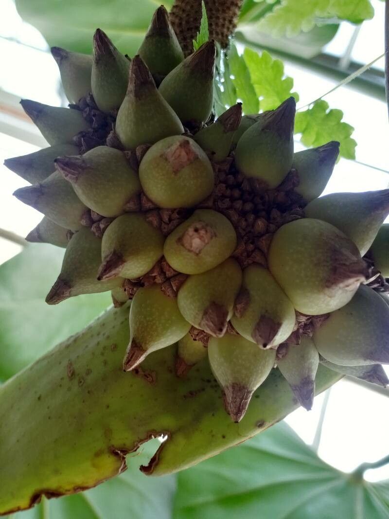Anthurium faustomirandae fruit