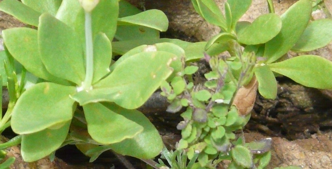 Oxalis flava — search result for 'Oxalis'