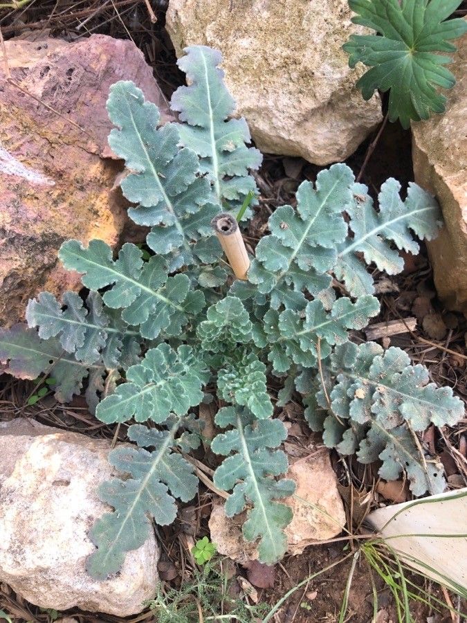 Coincya rupestris — related species from the same genus