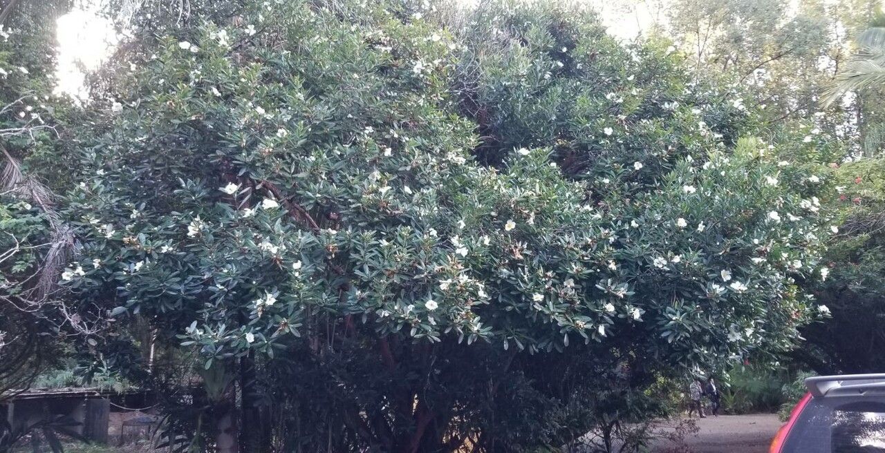 Gordonia axillaris habit