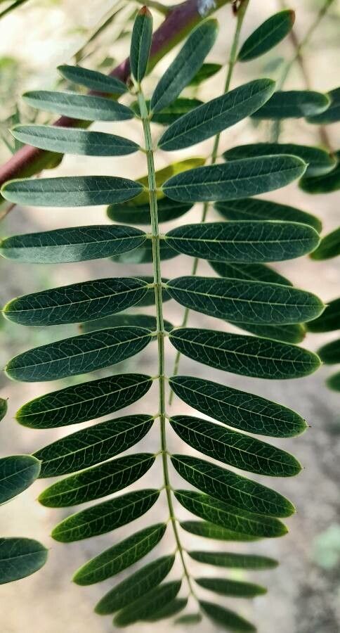 Sesbania punicea — search result for 'Sesbania'