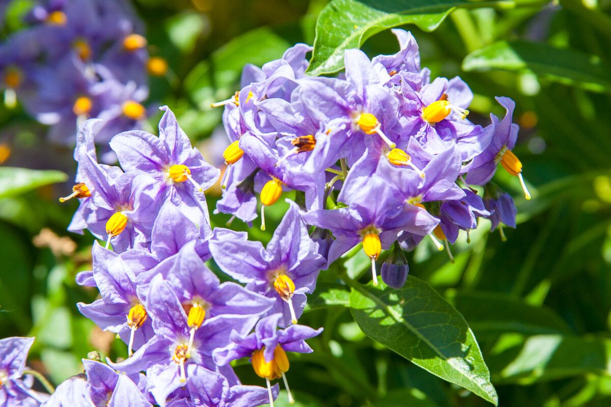 Solanum crispum flower