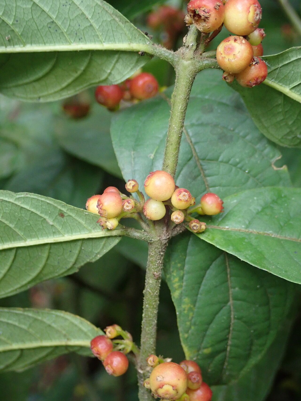Pauridiantha multiflora fruit
