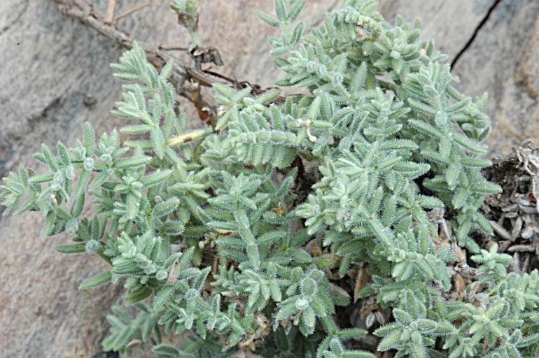 Galium clementis — houseplant care guide