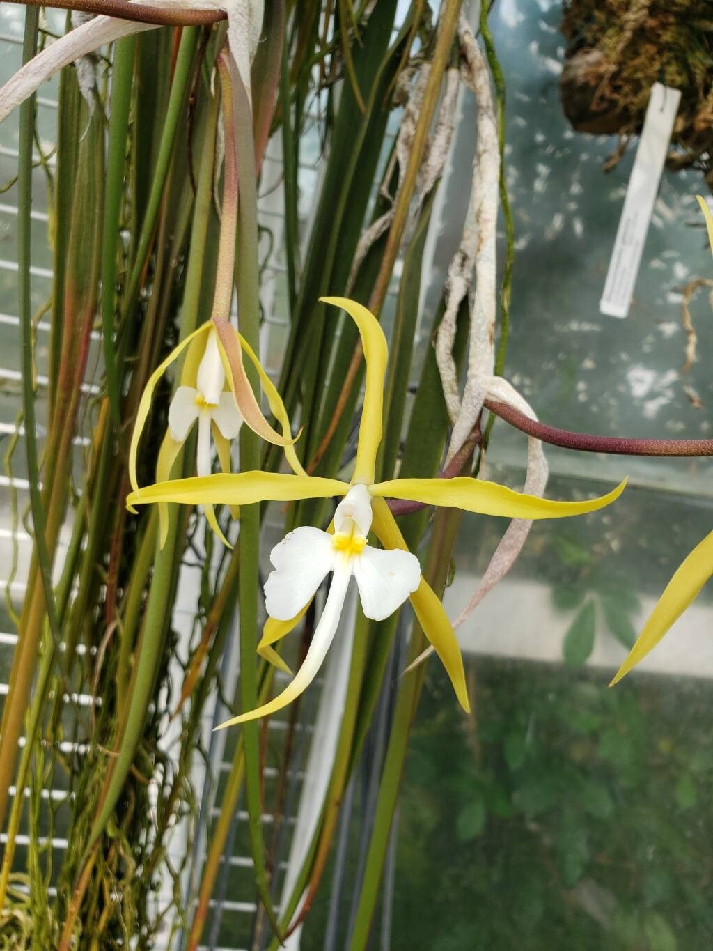 Epidendrum parkinsonianum flower