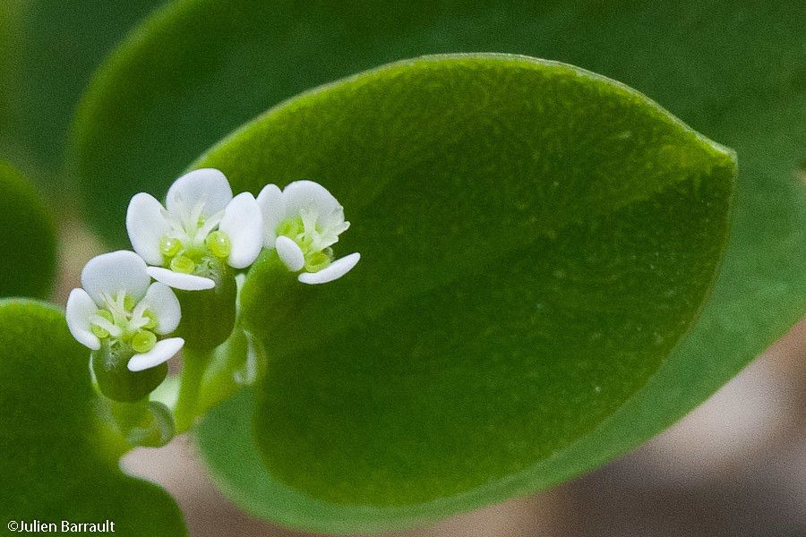 Euphorbia obliqua — houseplant care guide