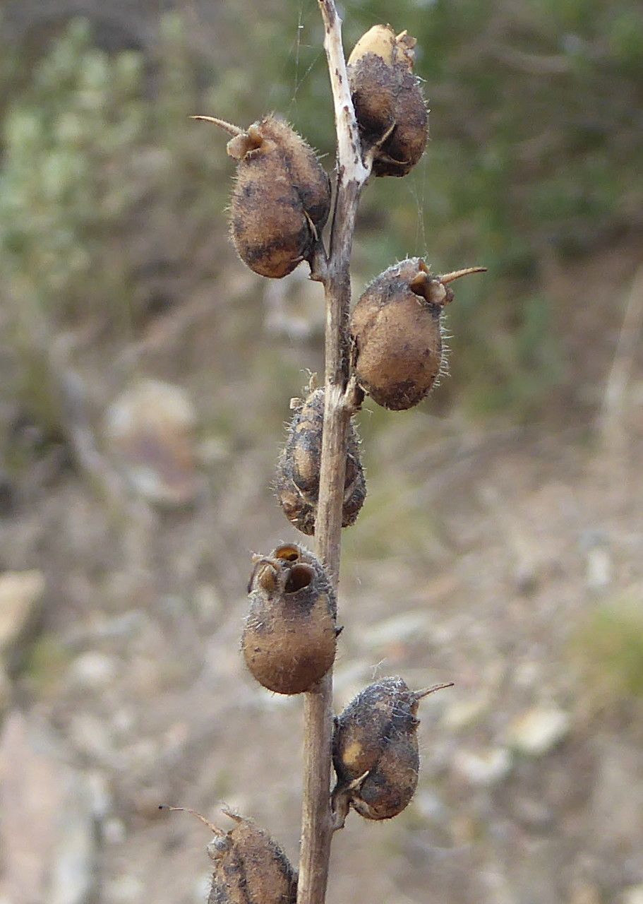 Misopates orontium fruit