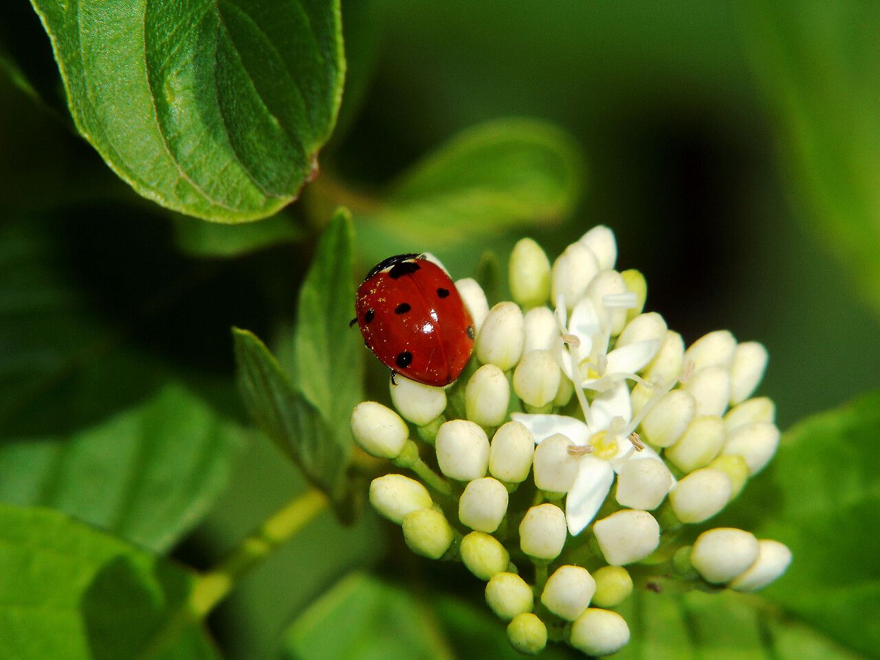 Viburnum ellipticum flower