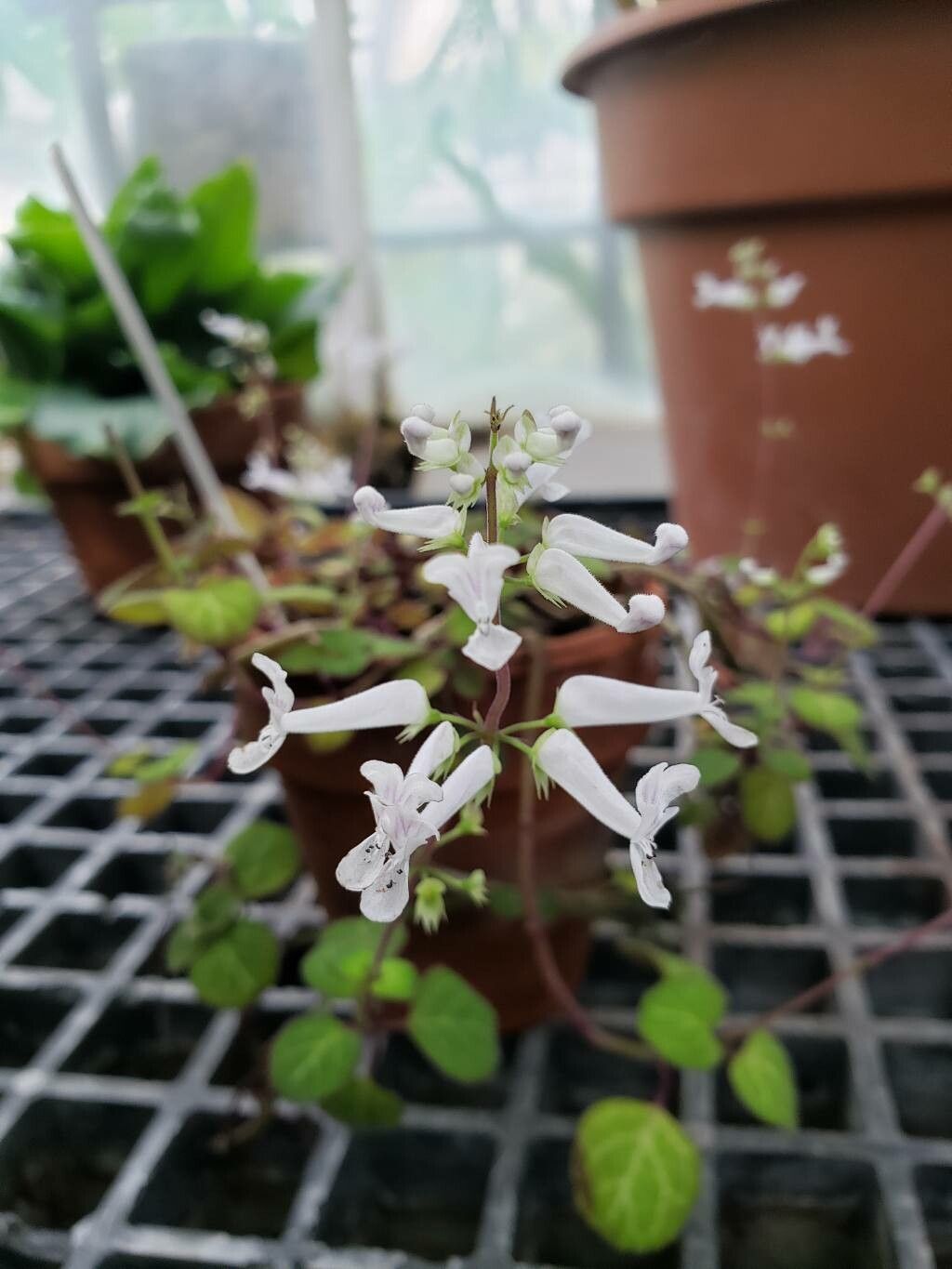 Plectranthus oertendahlii flower