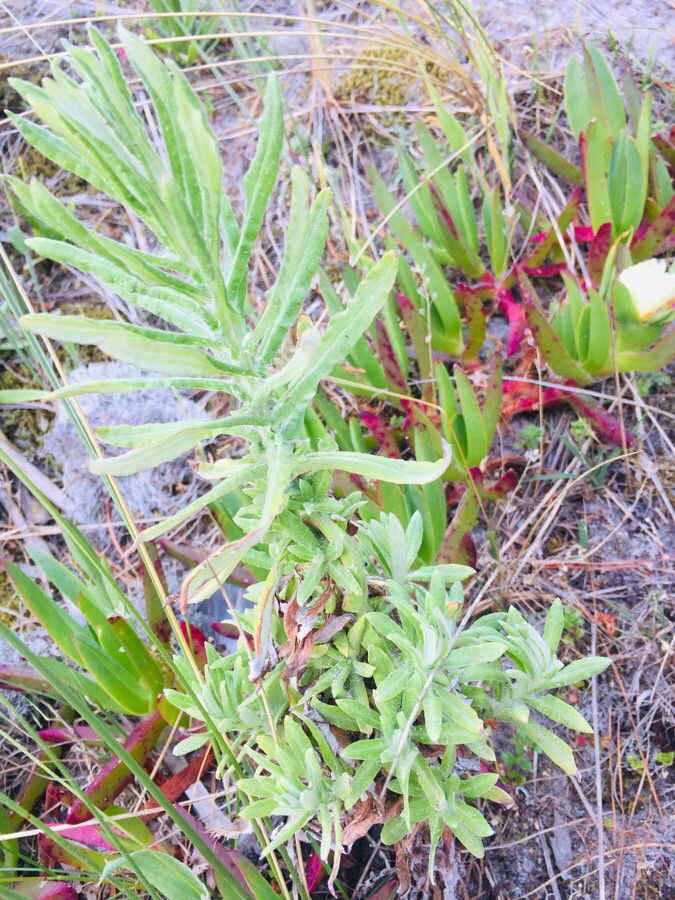 Pseudognaphalium californicum habit