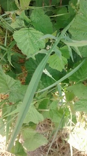 Podospermum laciniatum leaf