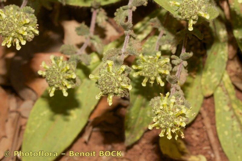 Teucrium luteum other
