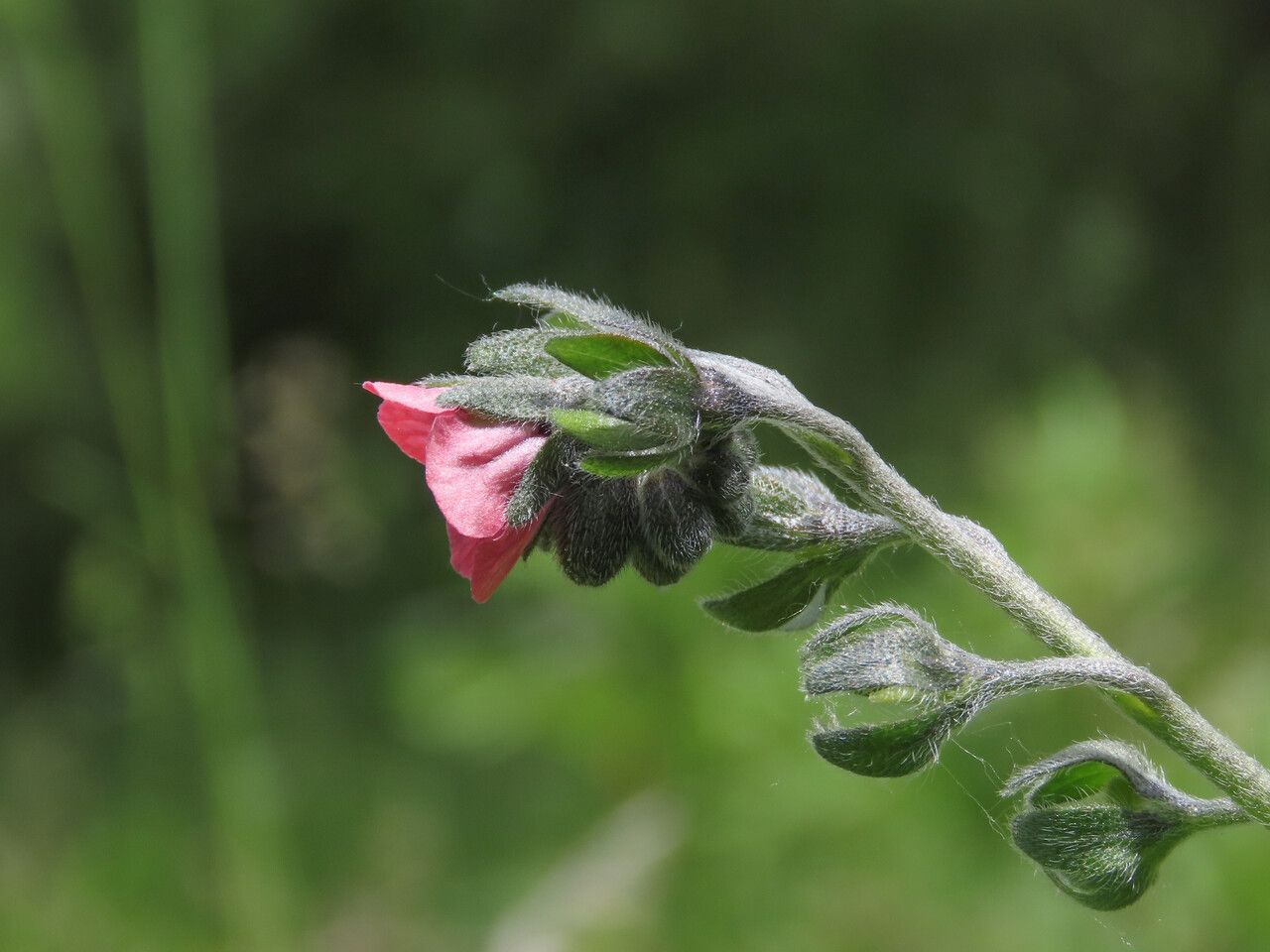 Cynoglossum montanum flower