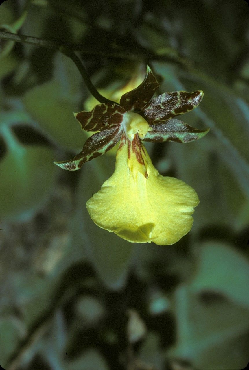 Oncidium brachyandrum flower