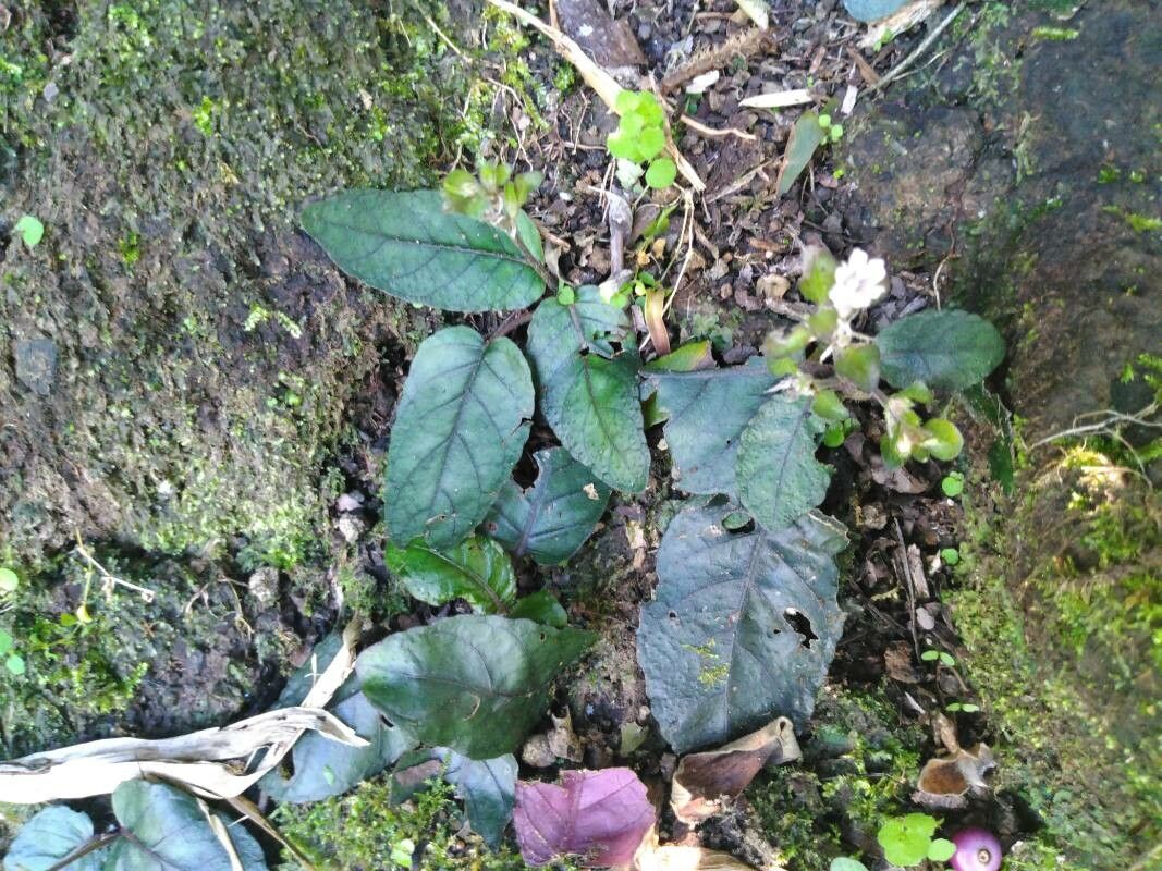 Strobilanthes reptans habit