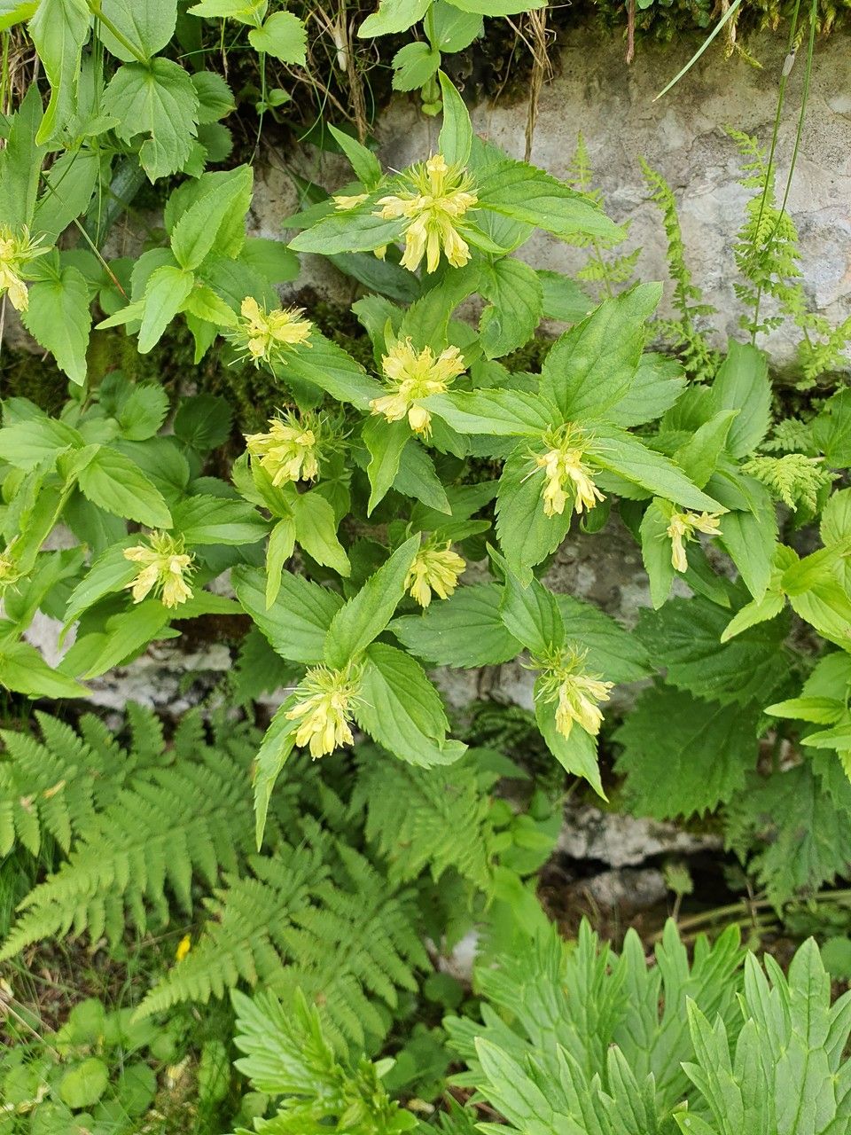 Paederota lutea habit