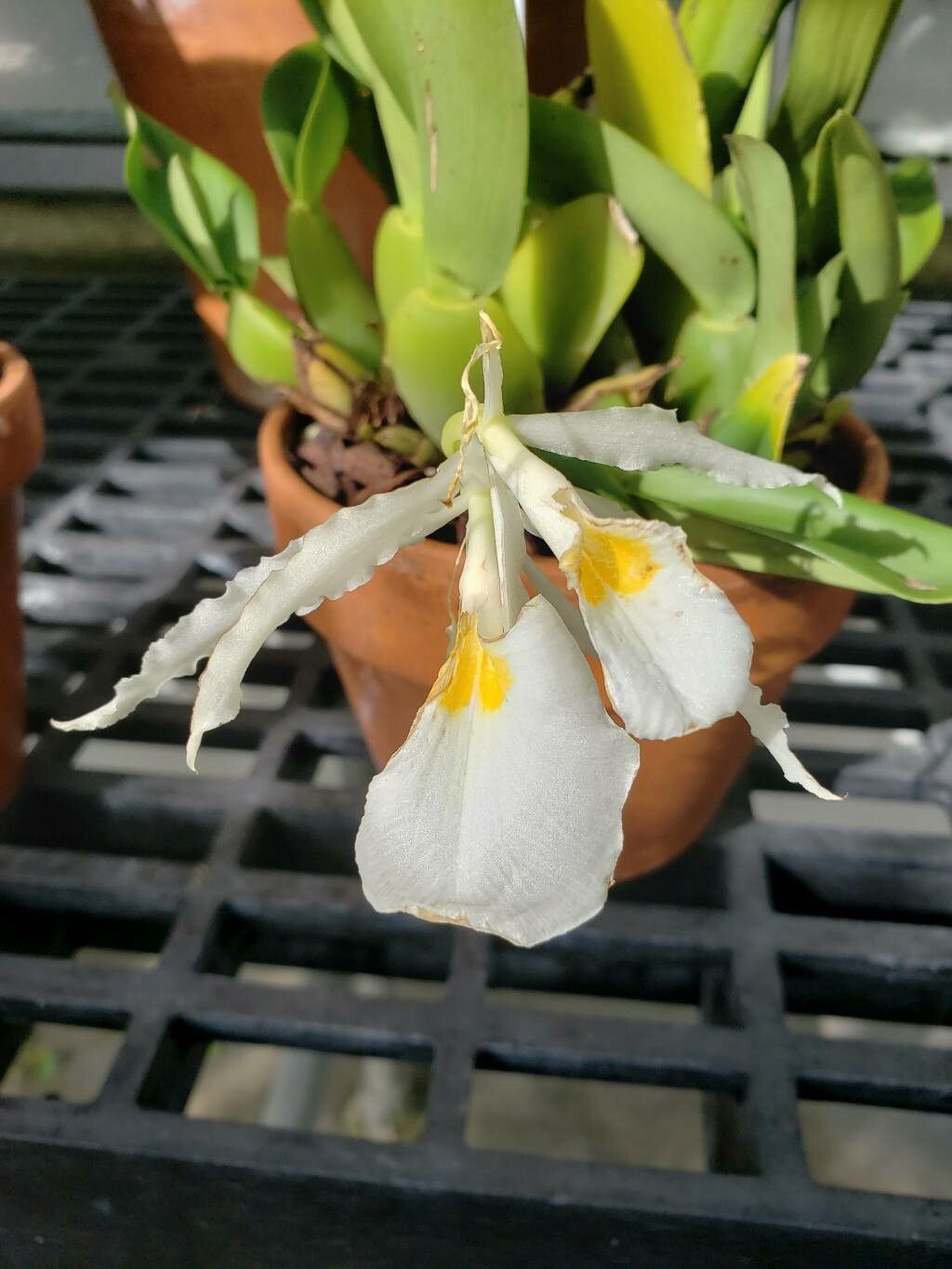 Trichopilia fragrans flower