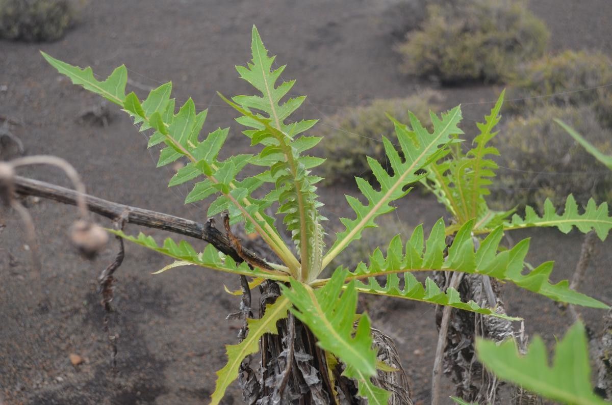 Sonchus gandogeri habit
