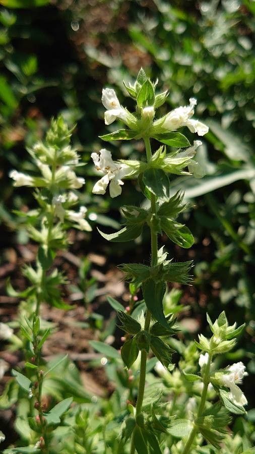 Stachys annua — search result for 'Cyprus'