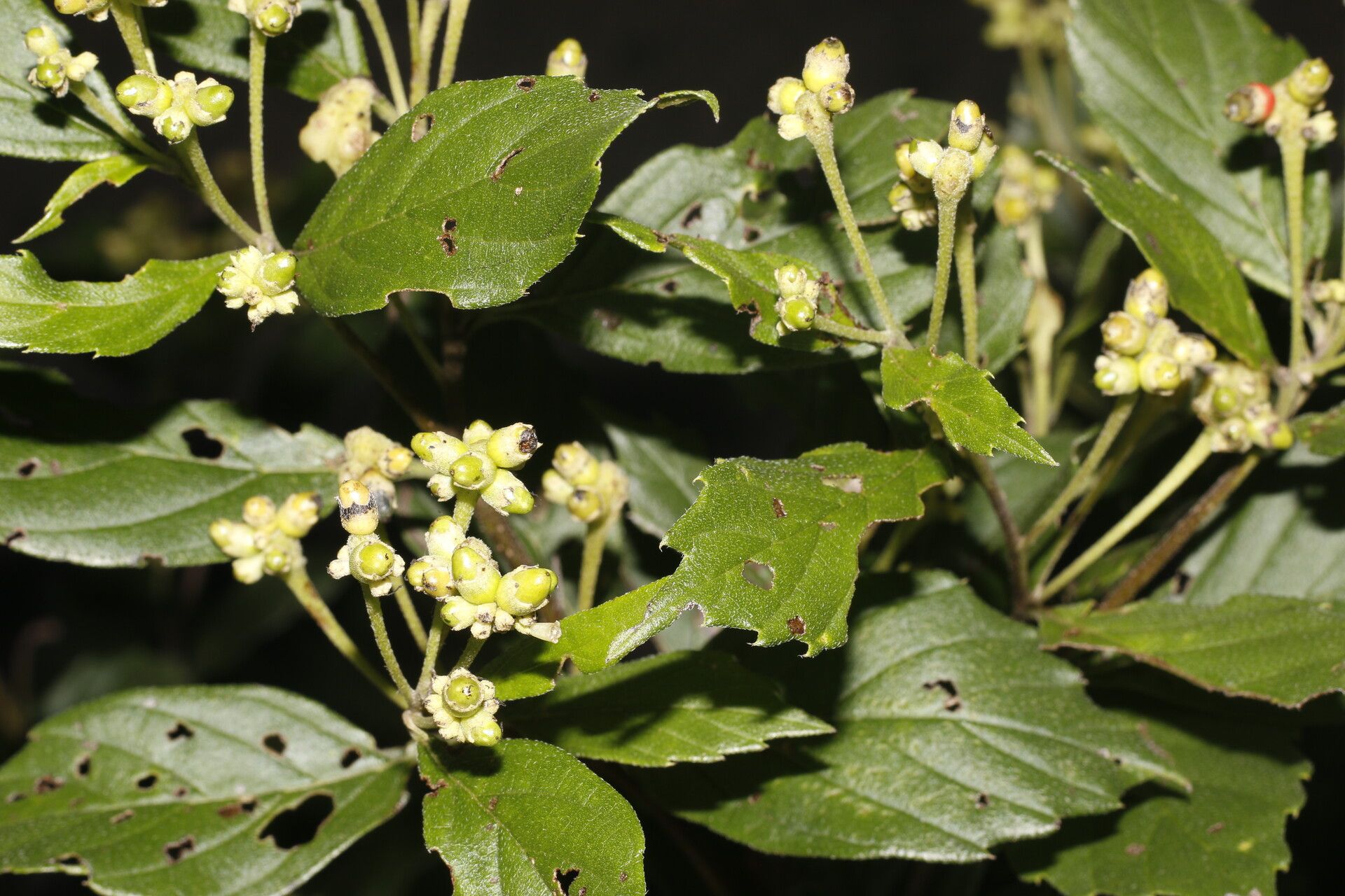 Varronia inermis habit