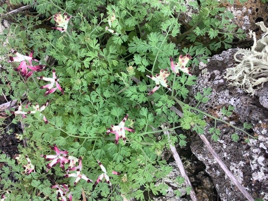 Fumaria montana — search result for 'Fumaria'