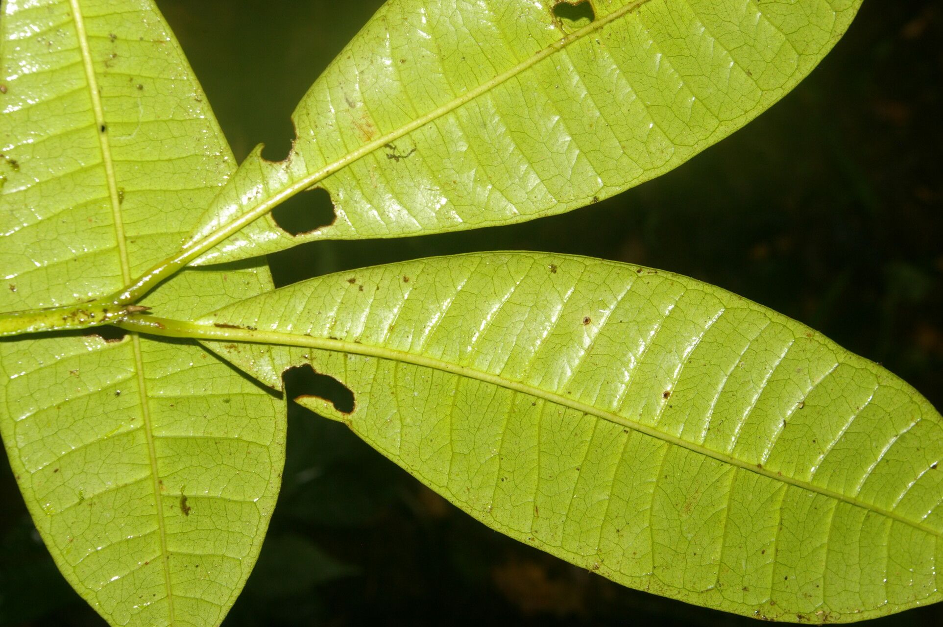 Pimenta guatemalensis leaf