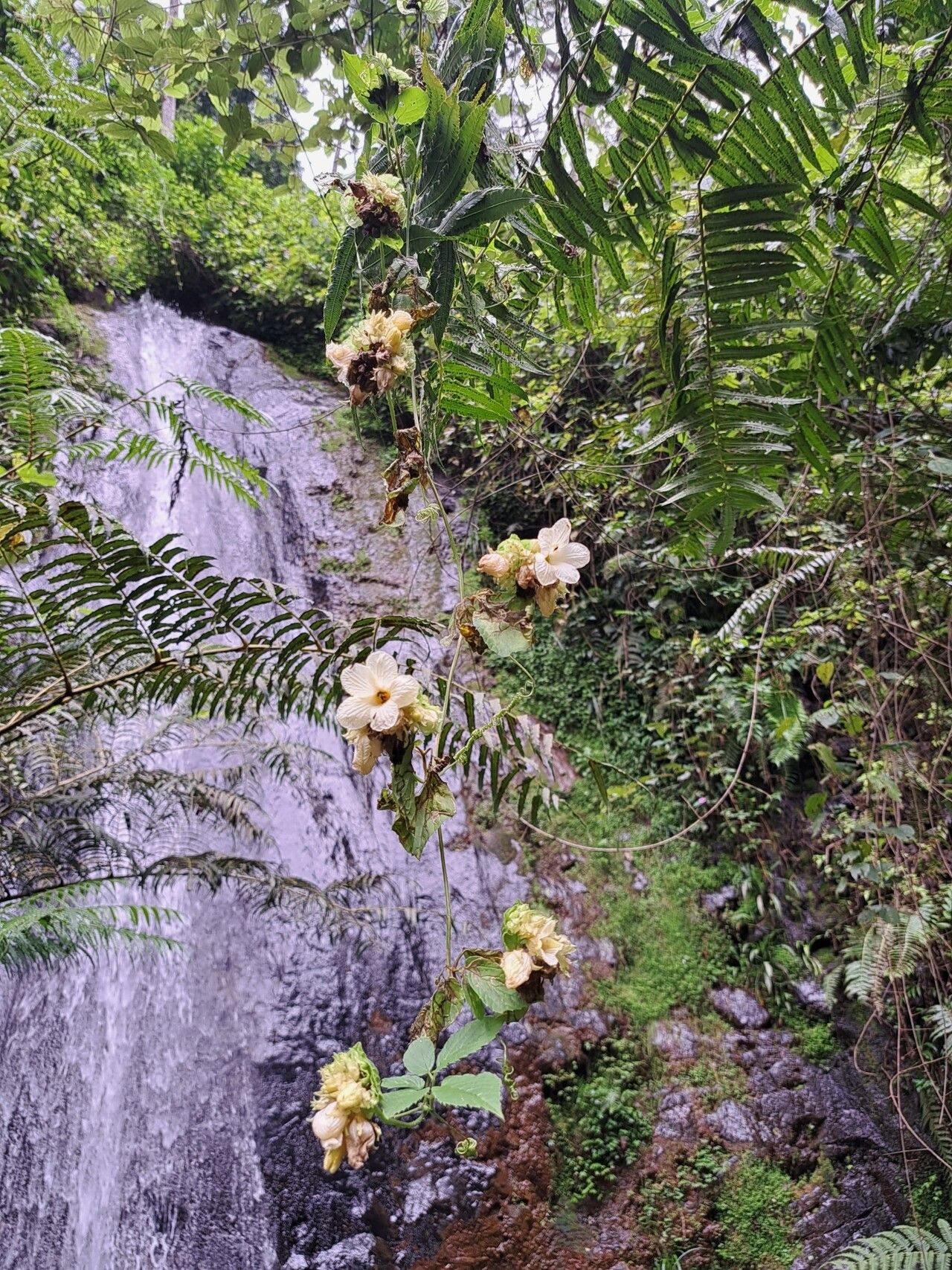 Momordica friesiorum — search result for 'Momordica'