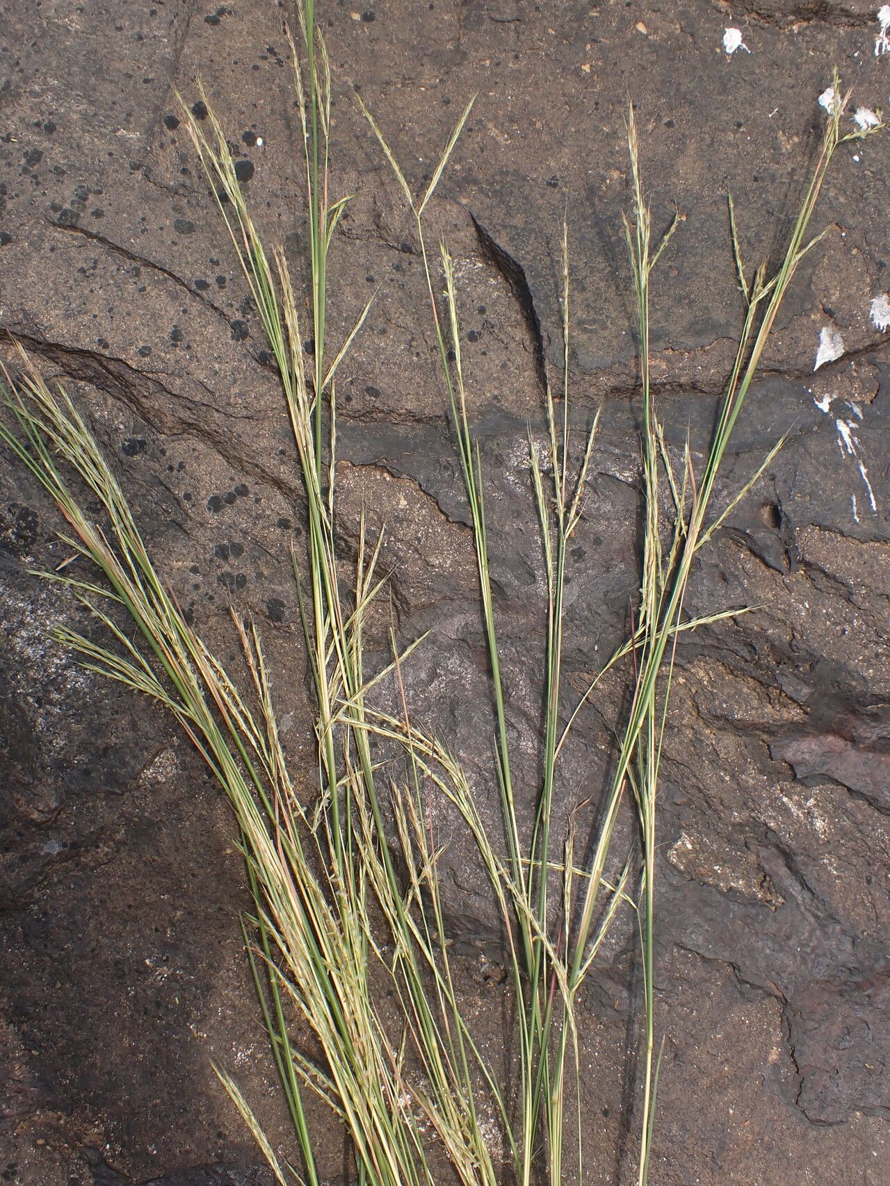 Andropogon africanus habit