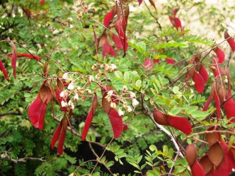 Pterolobium hexapetalum — search result for 'Bhutan'
