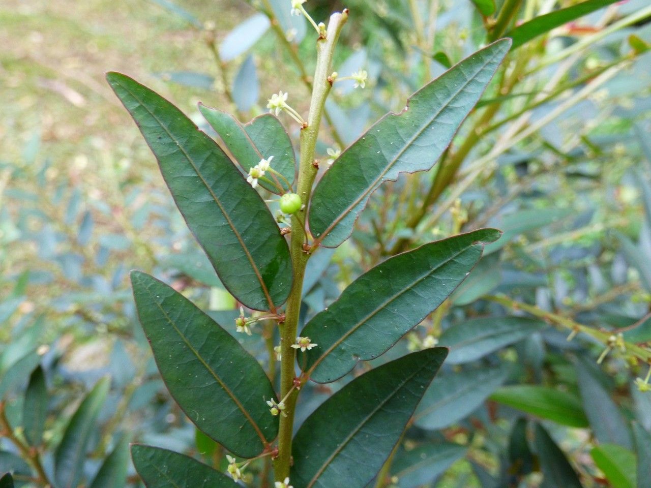 Phyllanthus consanguineus fruit