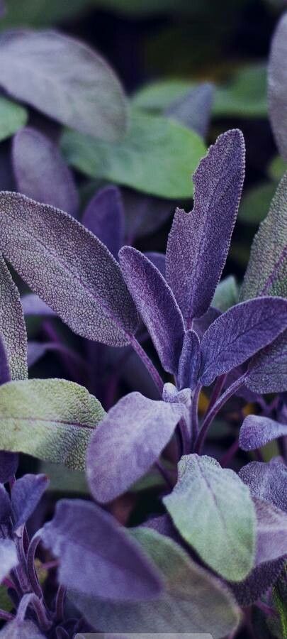 Salvia purpurea — search result for 'Guatemala'