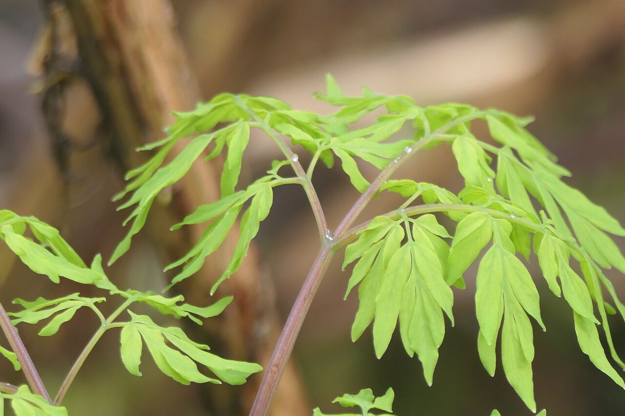 Corydalis scouleri leaf