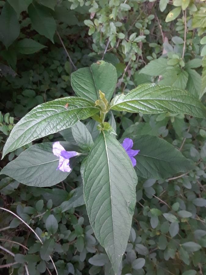 Ruellia geminiflora — search result for 'Venezuela'