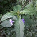 Ruellia strepens
