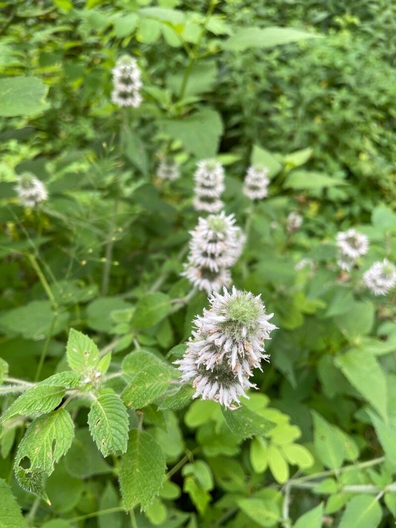 Blephilia hirsuta flower