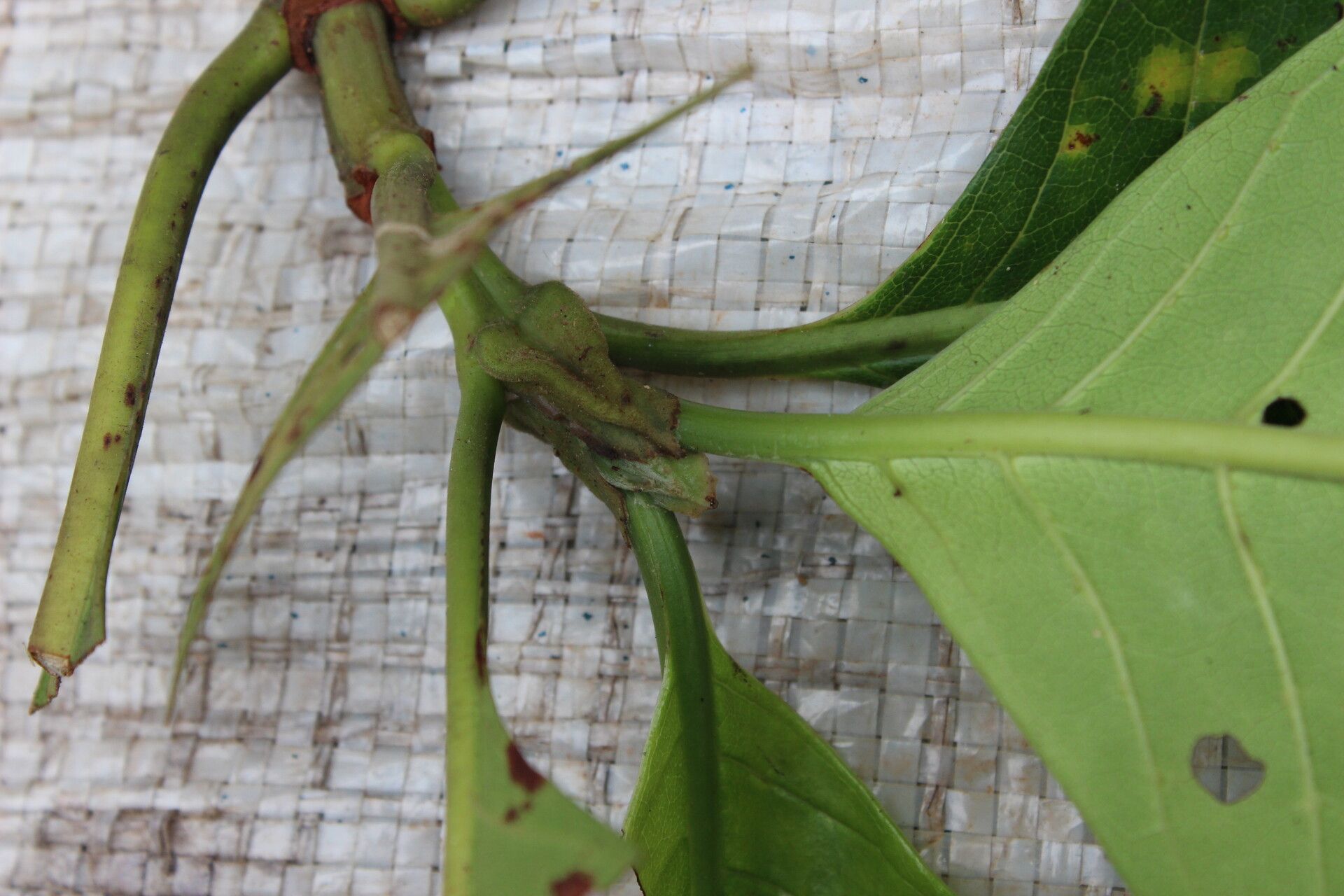 Psychotria gilletii other