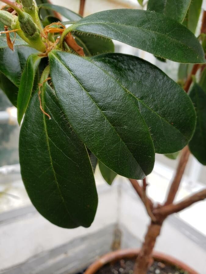Rhododendron spp. — fragrant plants houseplant