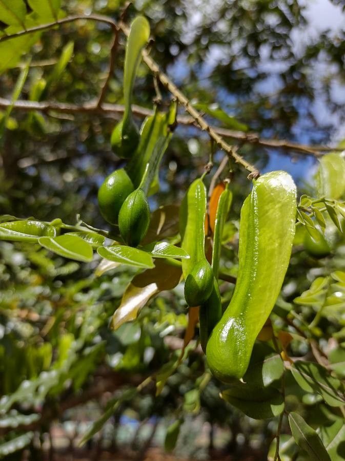Myroxylon peruiferum fruit