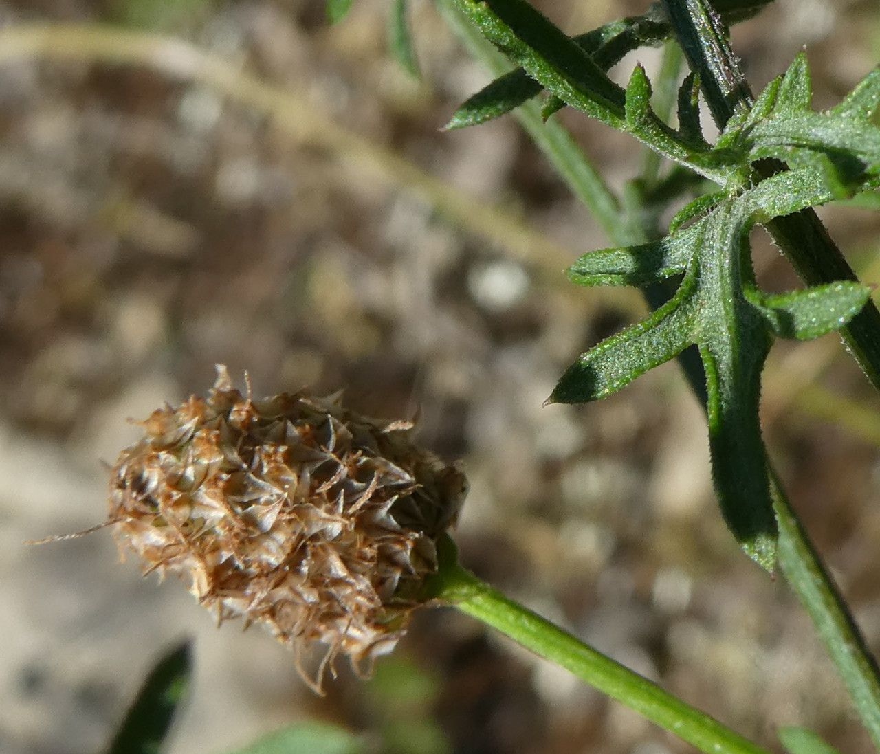 Centaurea paniculata fruit