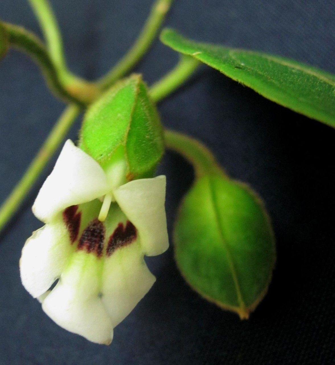 Mendoncia costaricana fruit