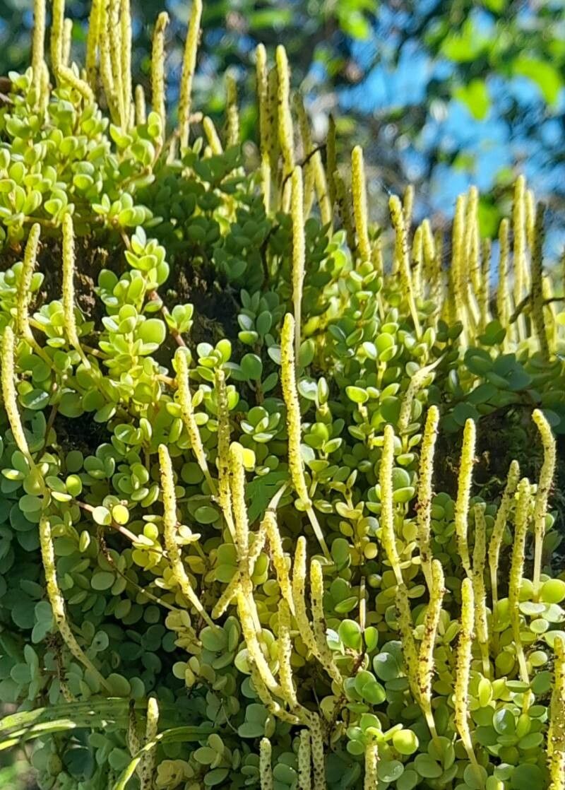 Peperomia lorentzii habit