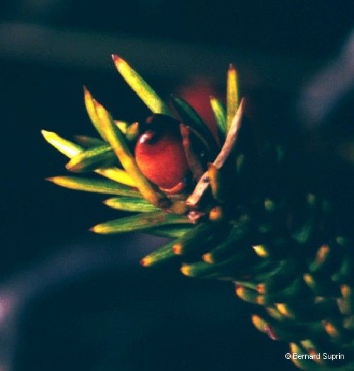 Dacrydium guillauminii fruit