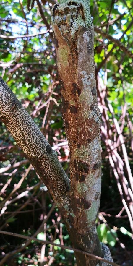 Glycosmis parviflora bark