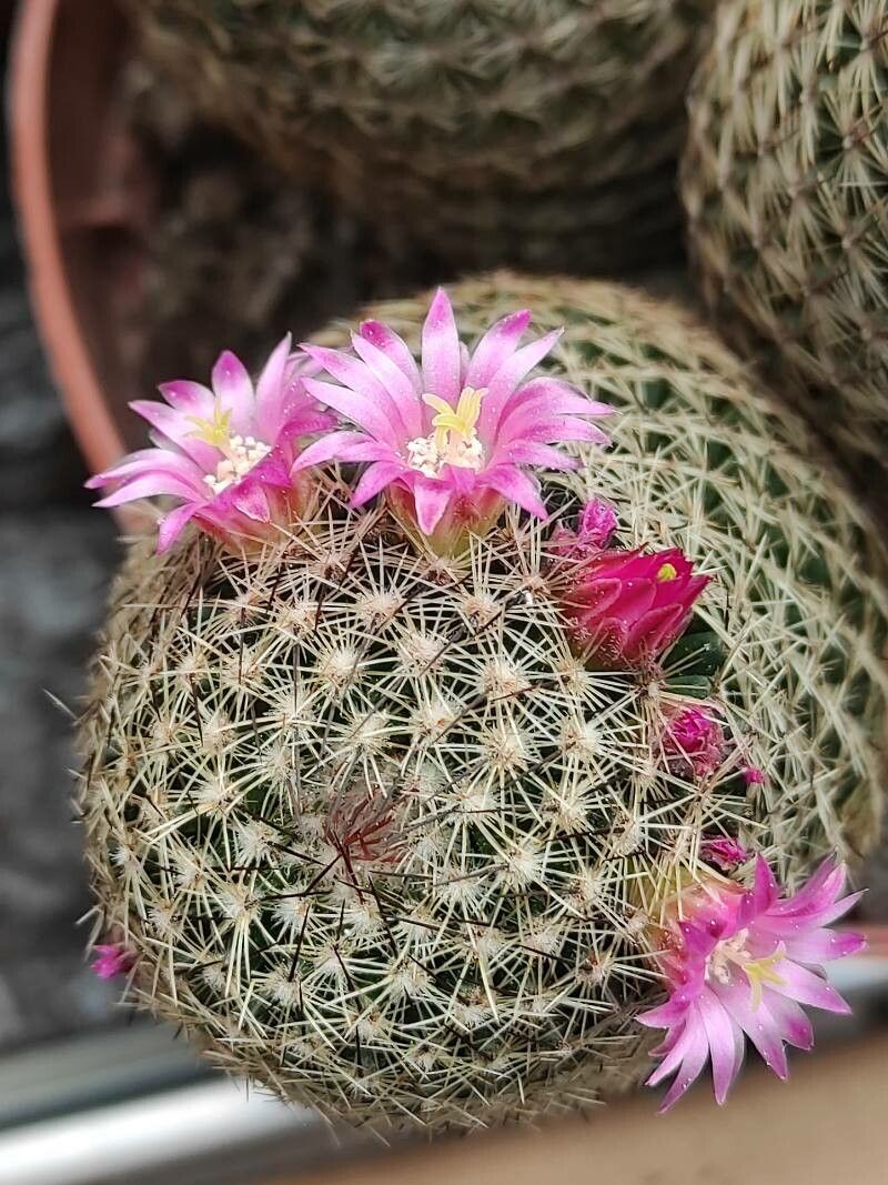 Mammillaria multidigitata flower