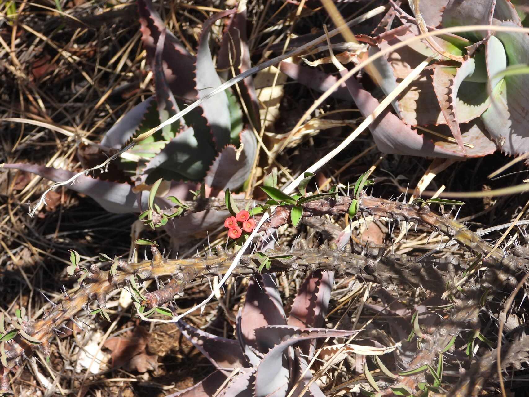 Euphorbia betrokana — houseplant care guide