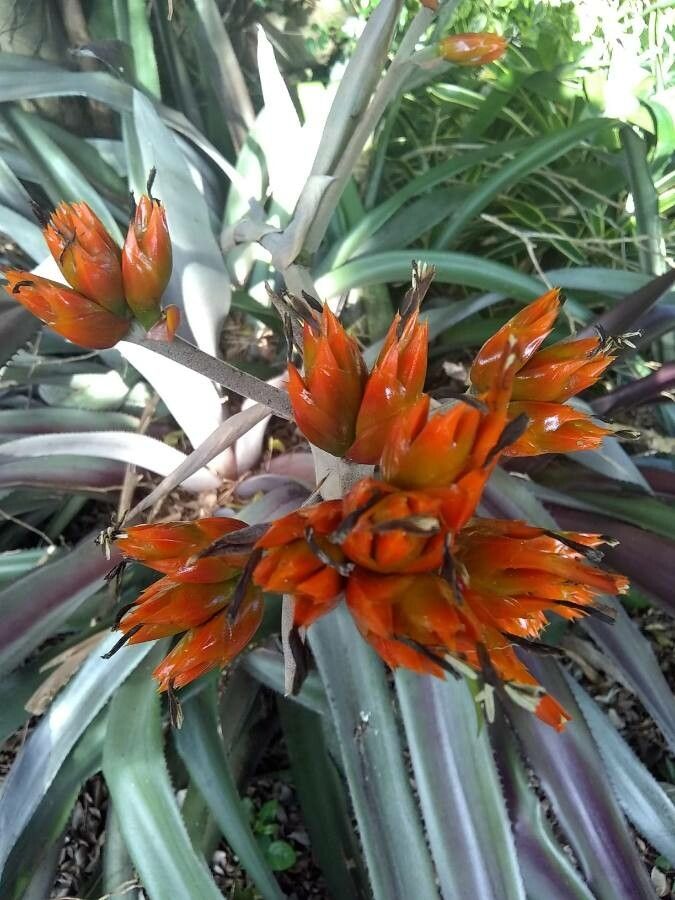 Guzmania plumieri flower