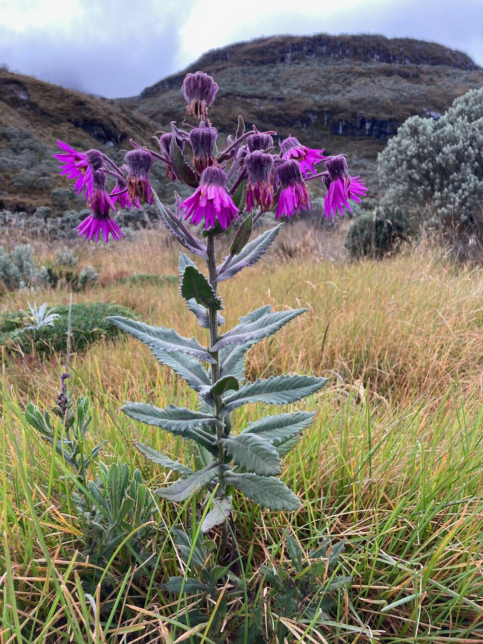 Senecio wedglacialis habit