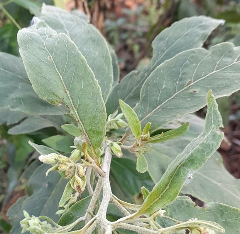 Trixis praestans — related species from the same genus