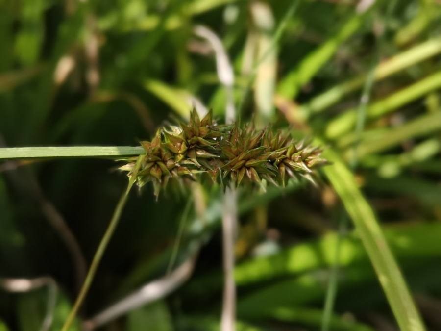 Carex vulpina flower
